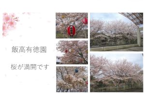 桜が満開です~飯高有徳園~