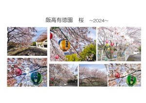 飯高有徳園　桜